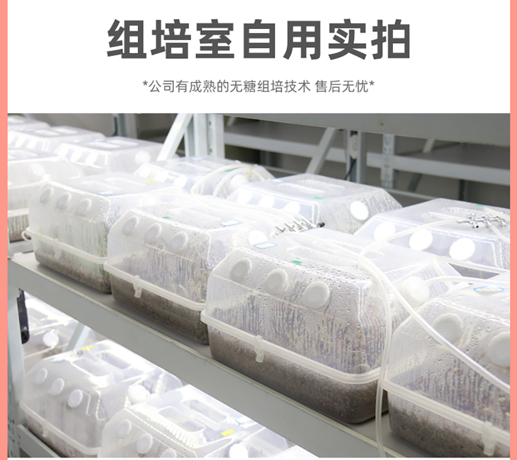无糖培养盒_12.jpg