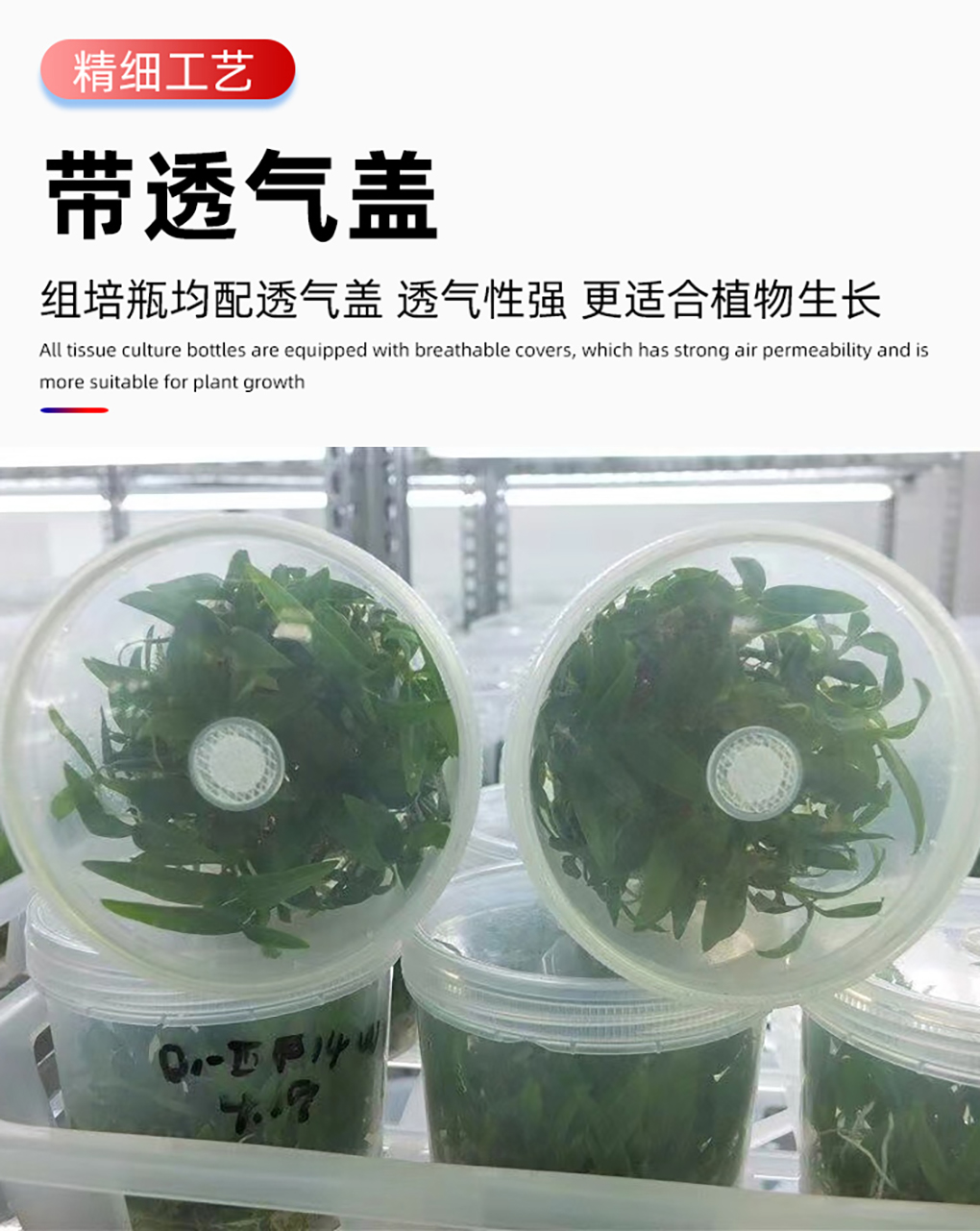 PP组培瓶_08.jpg